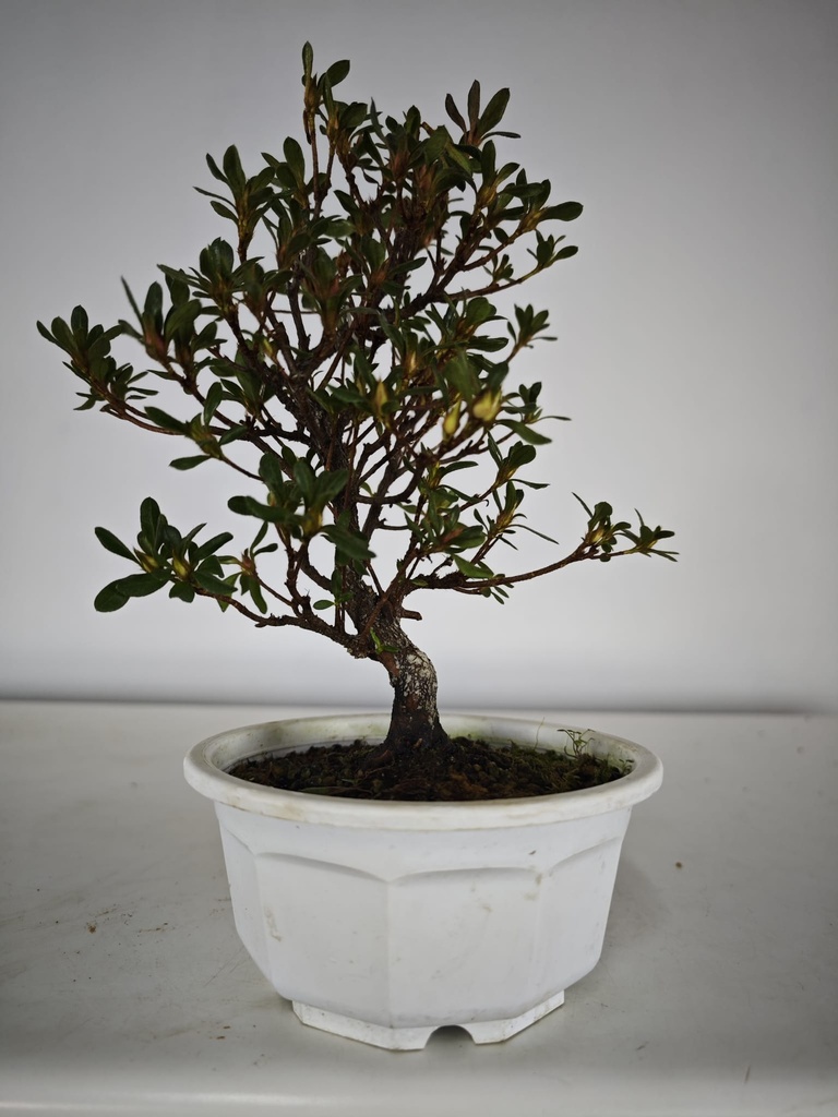 * A 7. Rhododendron 90 euros con envio gratis peninsula.