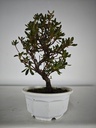 * A 7. Rhododendron 90 euros con envio gratis peninsula.