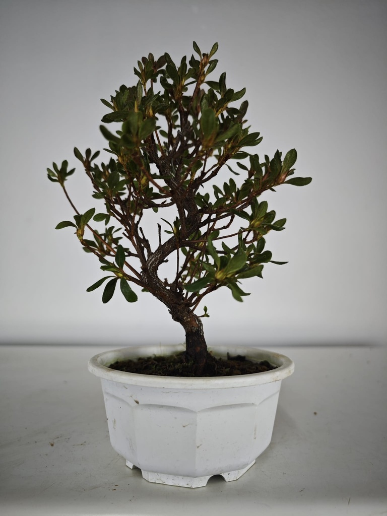 * A 7. Rhododendron 90 euros con envio gratis peninsula.