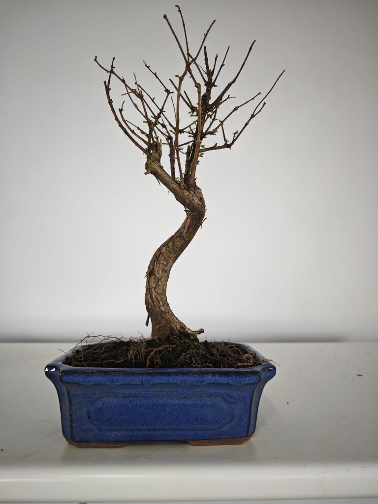 *M 1. Metasequoia 95 euros con envio gratis peninsula-