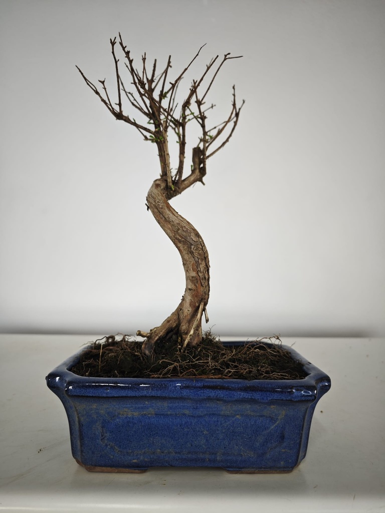 *M 1. Metasequoia 95 euros con envio gratis peninsula-