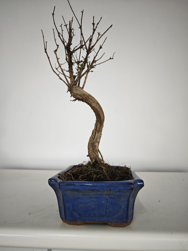 *M 1. Metasequoia 95 euros con envio gratis peninsula-