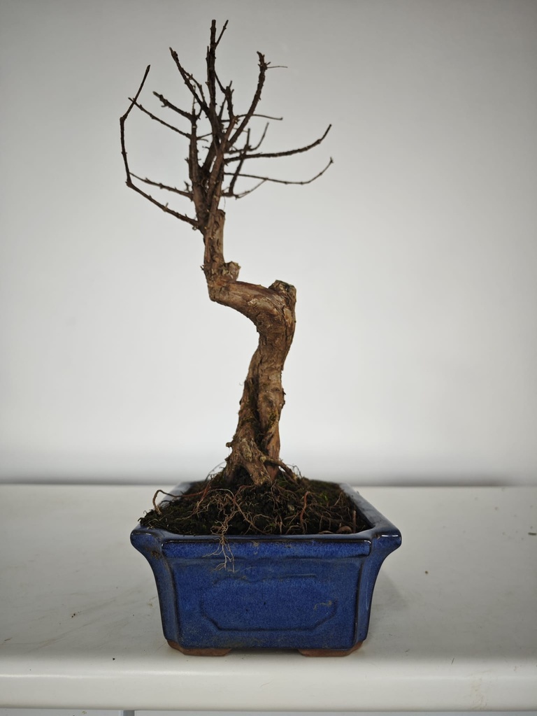 *M 2. Metasequoia 95 euros con envio gratis peninsula