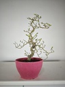 * Cr 1. Crataegus cuneata 170 euros con envio gratis peninsula.
