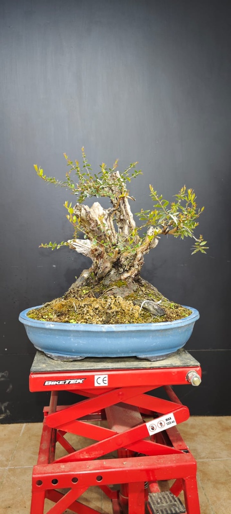 Mirto 880 euros con envio gratis peninsula.