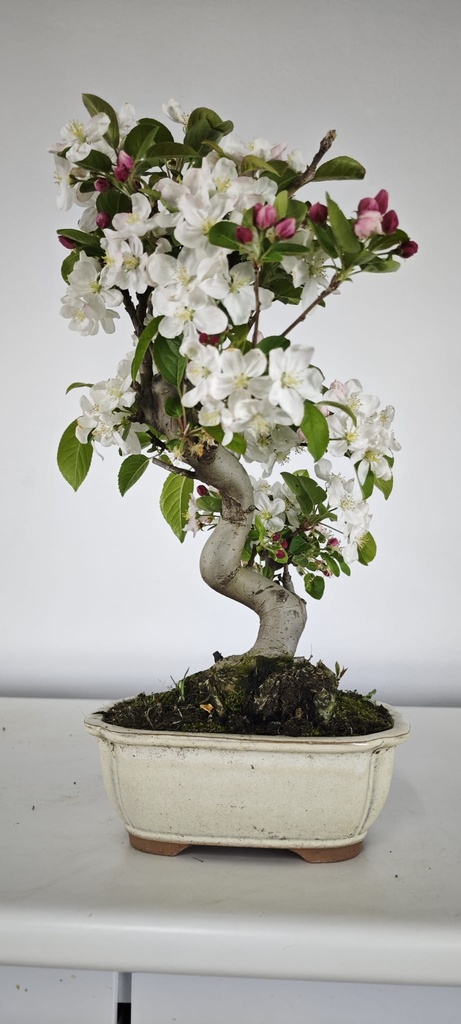 *M 3. Malus 100 euros con envio gratis peninsula.