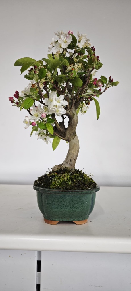 *M 4. Malus 100 euros con envio gratis peninsula.