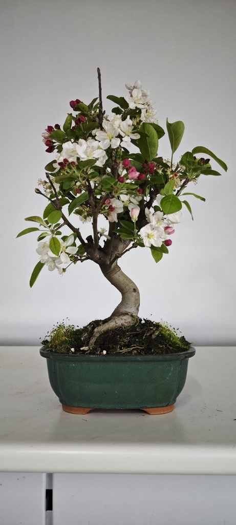 *M 4. Malus 100 euros con envio gratis peninsula.