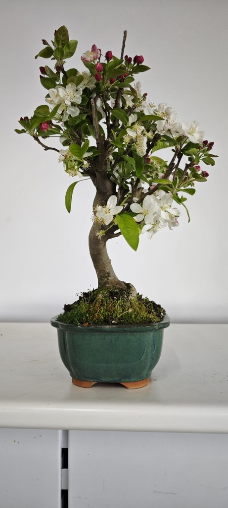 *M 4. Malus 100 euros con envio gratis peninsula.