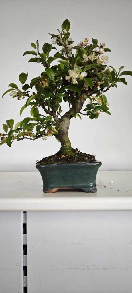 *M 2. Malus 100 euros con envio gratis peninsula.