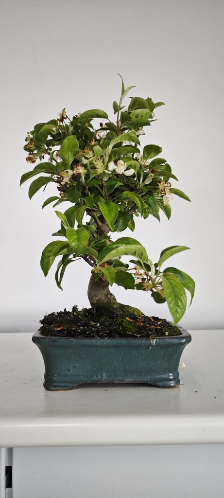 *M 2. Malus 100 euros con envio gratis peninsula.