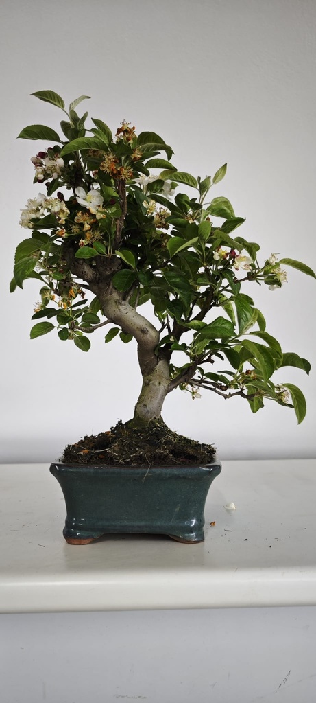 *M 2. Malus 100 euros con envio gratis peninsula.