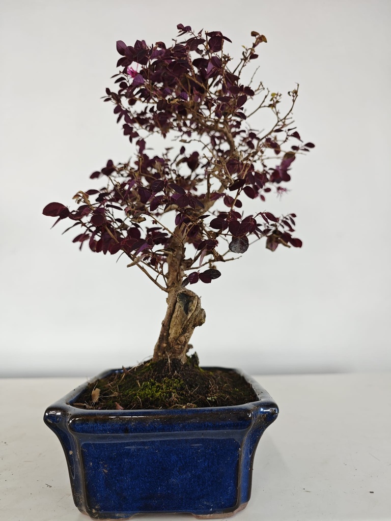 *L 21. Loropetalum 100 euros con evio gratis peninsula.