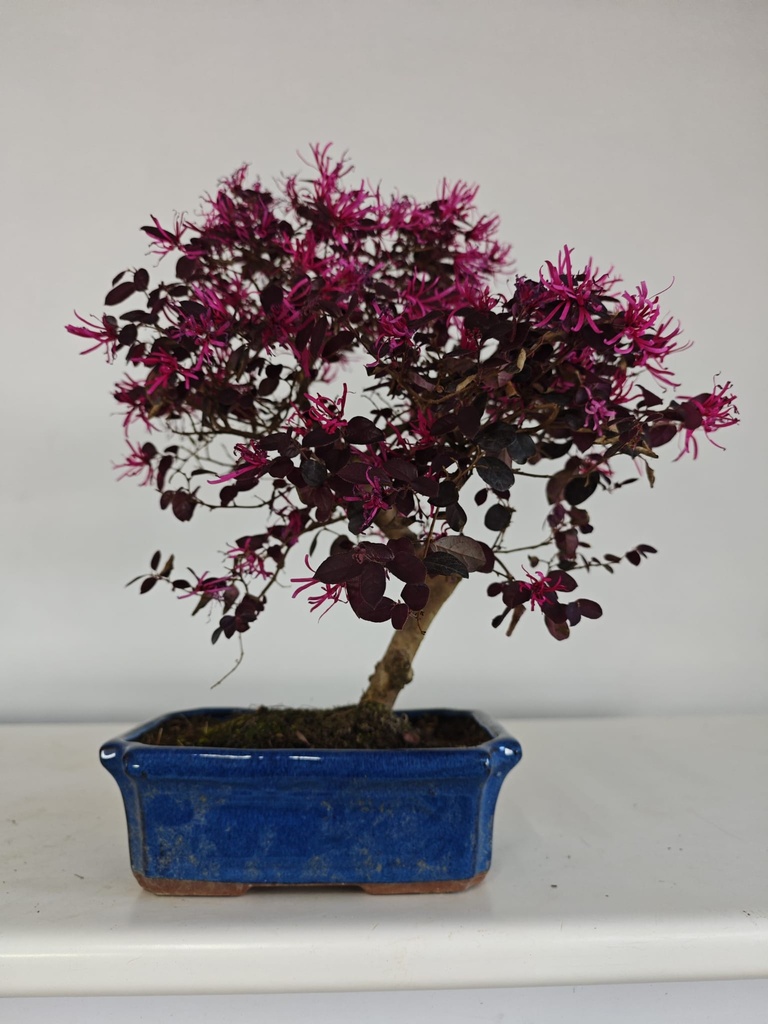 *L 22. Loropetalum 100 euros con evio gratis peninsula.