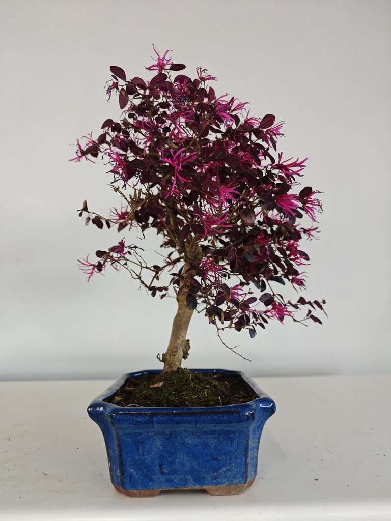 *L 22. Loropetalum 100 euros con evio gratis peninsula.