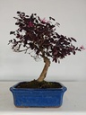 *L 23. Loropetalum 100 euros con evio gratis peninsula.