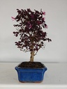 *L 24. Loropetalum 100 euros con evio gratis peninsula.