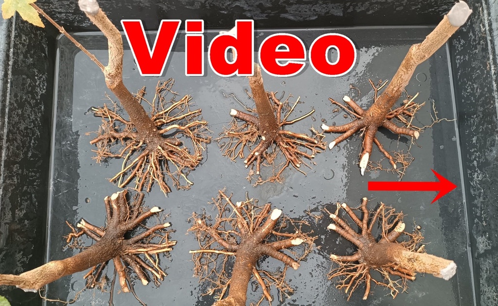 N.º 1 Acer buergerianum 45 euros envió gratis península y Portugal, Passport 25/0001