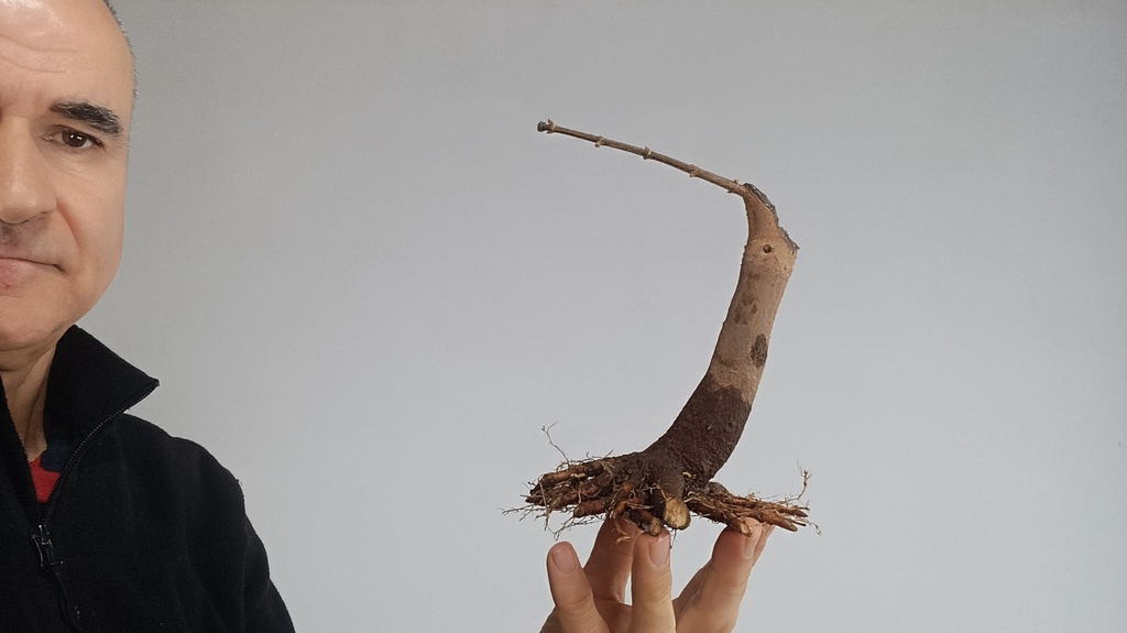 B 4. Acer buergerianum 150 euros con envio incluido peninsula y Portugal. Passport 25/00001