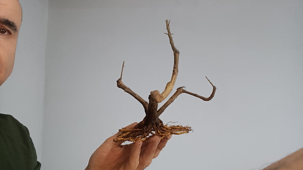 G 6. Granado nejikan 200 euros con envio incluido peninsula y Portugal. Passport 25/00006