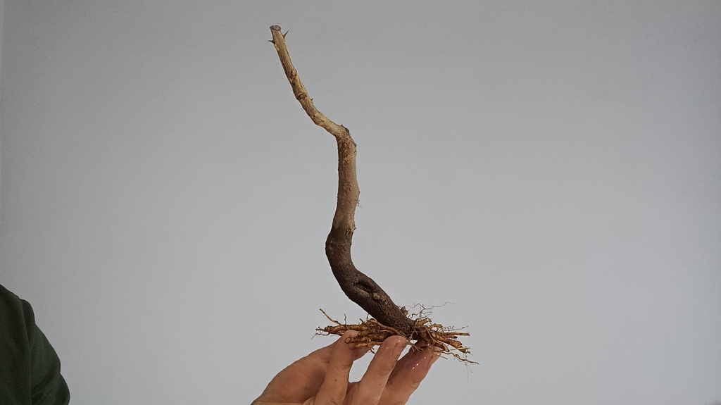 G 13. Granado nejikan 150 euros con envio incluido peninmsula y Portugal. Passport 25/00006