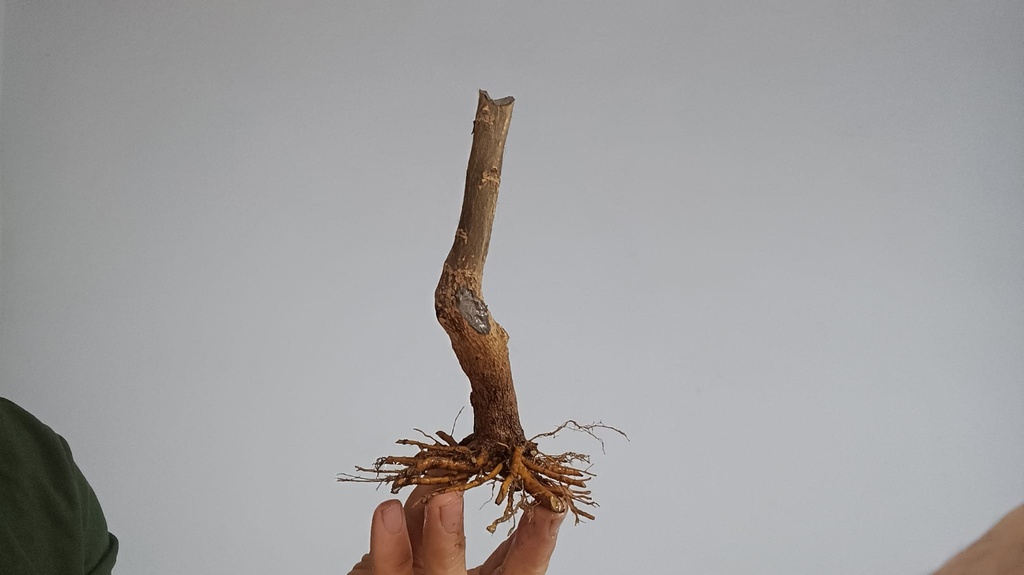 G 11. Granado nejikan 120 euros con envio incluido peninsula y Portugal. Passport 25/00006