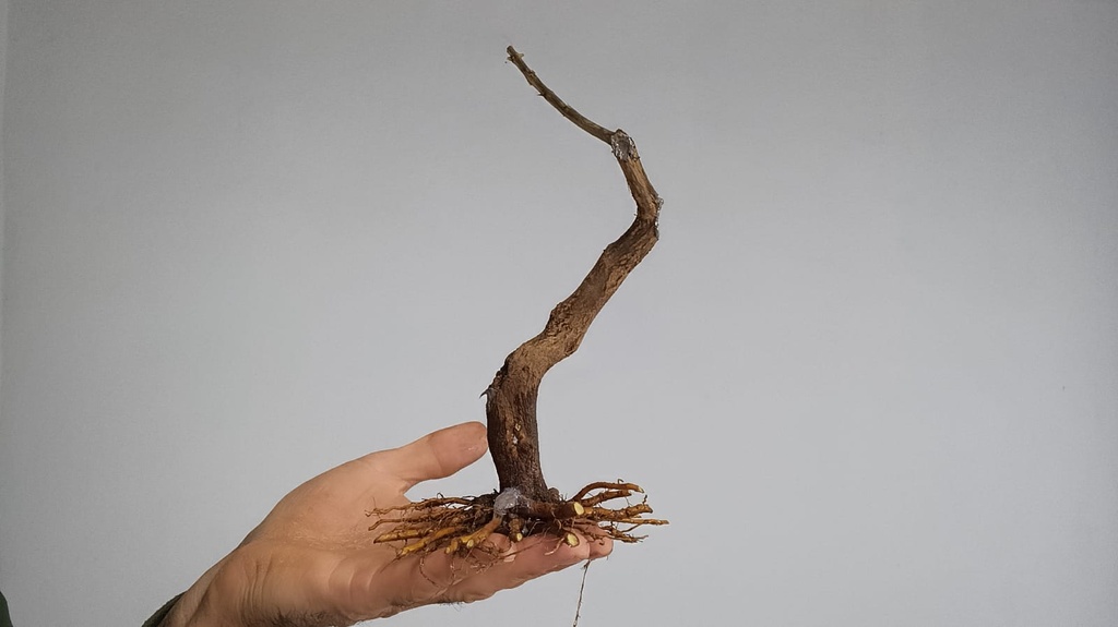 G 3. Granado nejikan 175 euros envio incluido peninsula y Portugal. Passport 25/0006