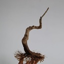 G 20. Granado nejikan/ 230€