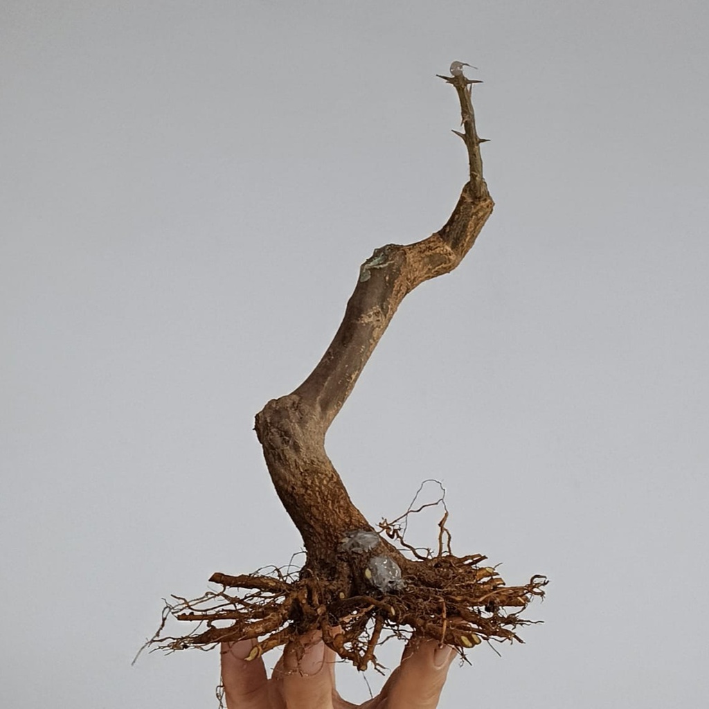 G24. Granado nejikan/ 175€