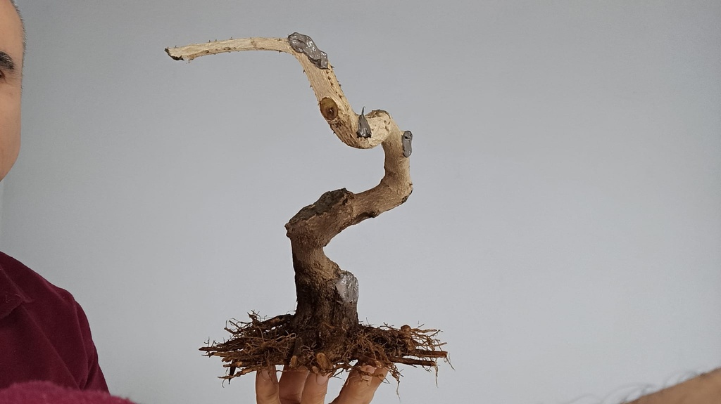 L1. Lantana 175 euros con envio gratis peninsula y Portugal