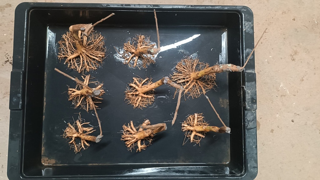 H 4. Ficus carica, 65 euros con envio gratis peninsula.