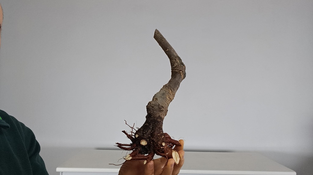 T 9. Tamarix 150 euros con envio gratis peninsula.