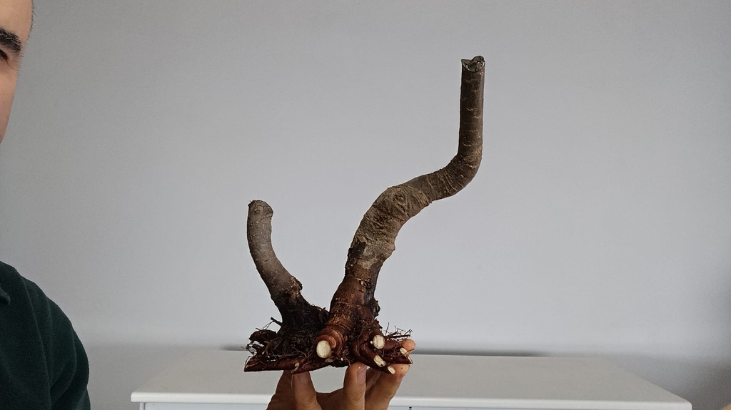 T 10. Tamarix 150 euros con envio gratis penisula