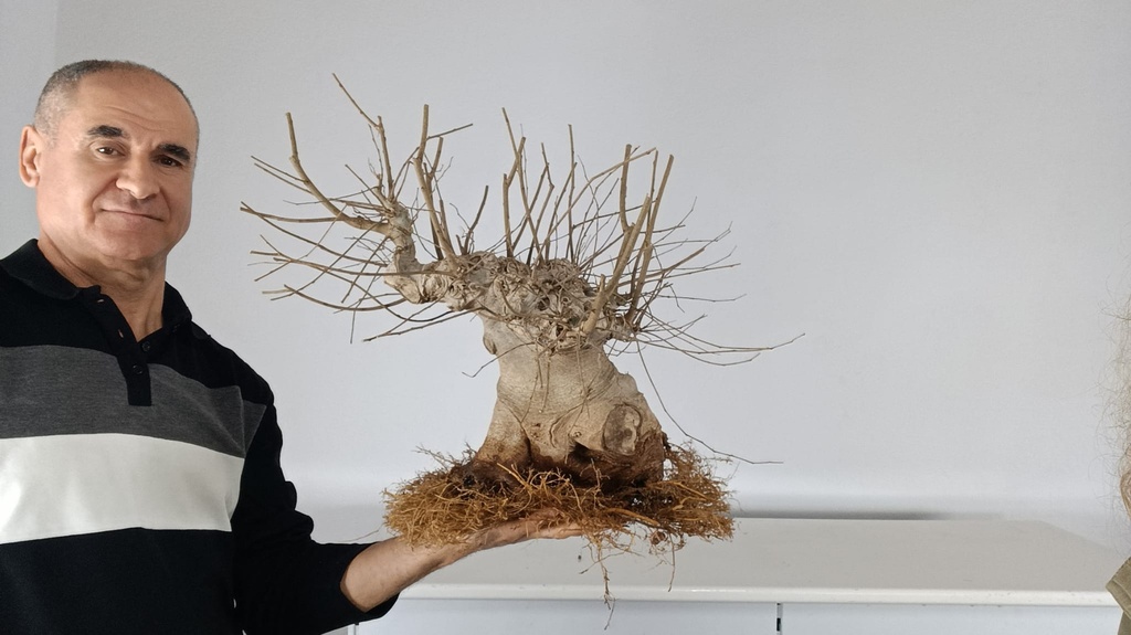 C 1. Celtis australis 500 euros con envio gratis peninsula.