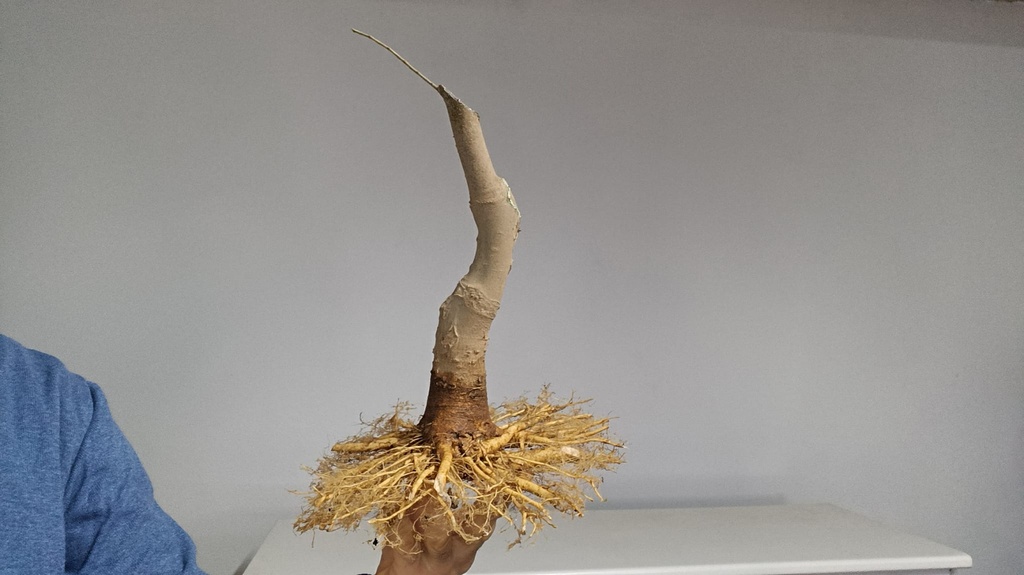 C 1. Celtis chinensis 280 euros con envio incliuido peninsula.