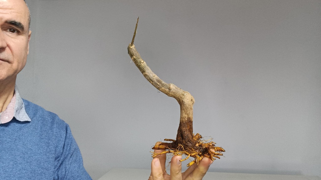 G 25 Granado nejikan 150 euros con envio gratis peninsula.