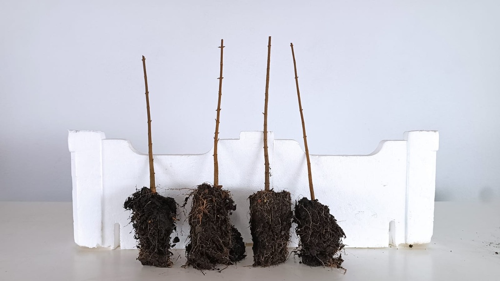 *Plantones Acer buergerianum 4 unidades 34 euros con envio gratis peninsula.