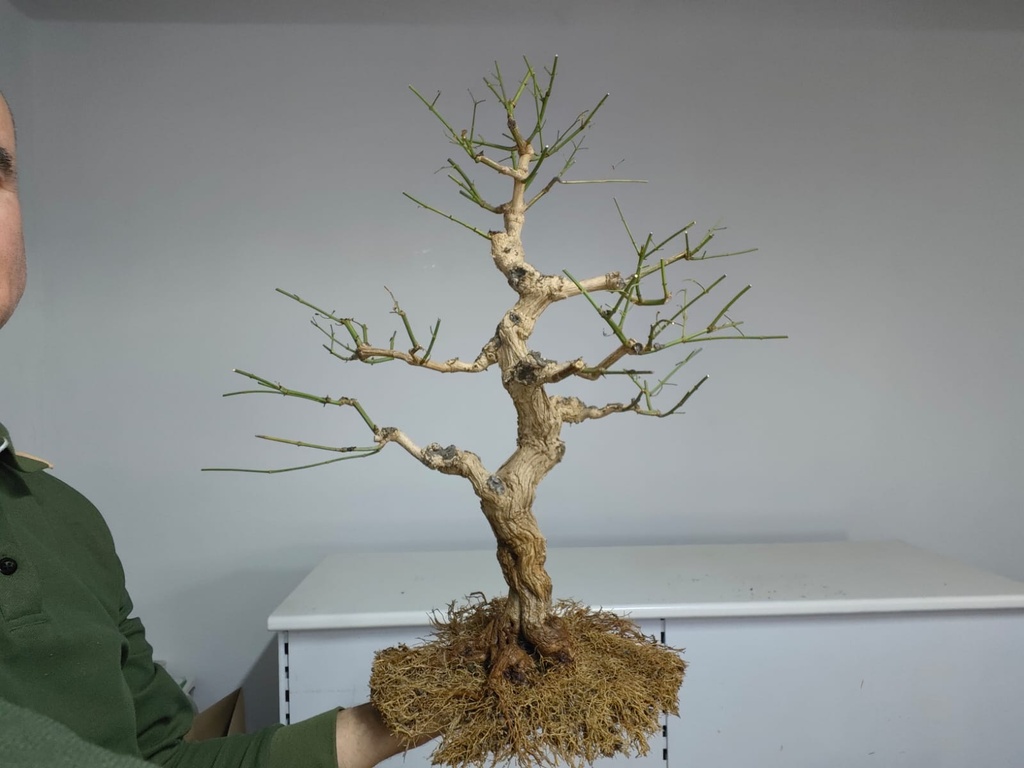 J 3. Jazmin grandiflorum, 500 euros con envio gratis peninsula.