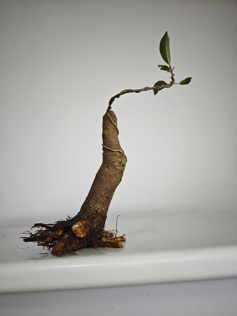 R 3. Ficus retusa 150 euros con envio gratis peninsula.