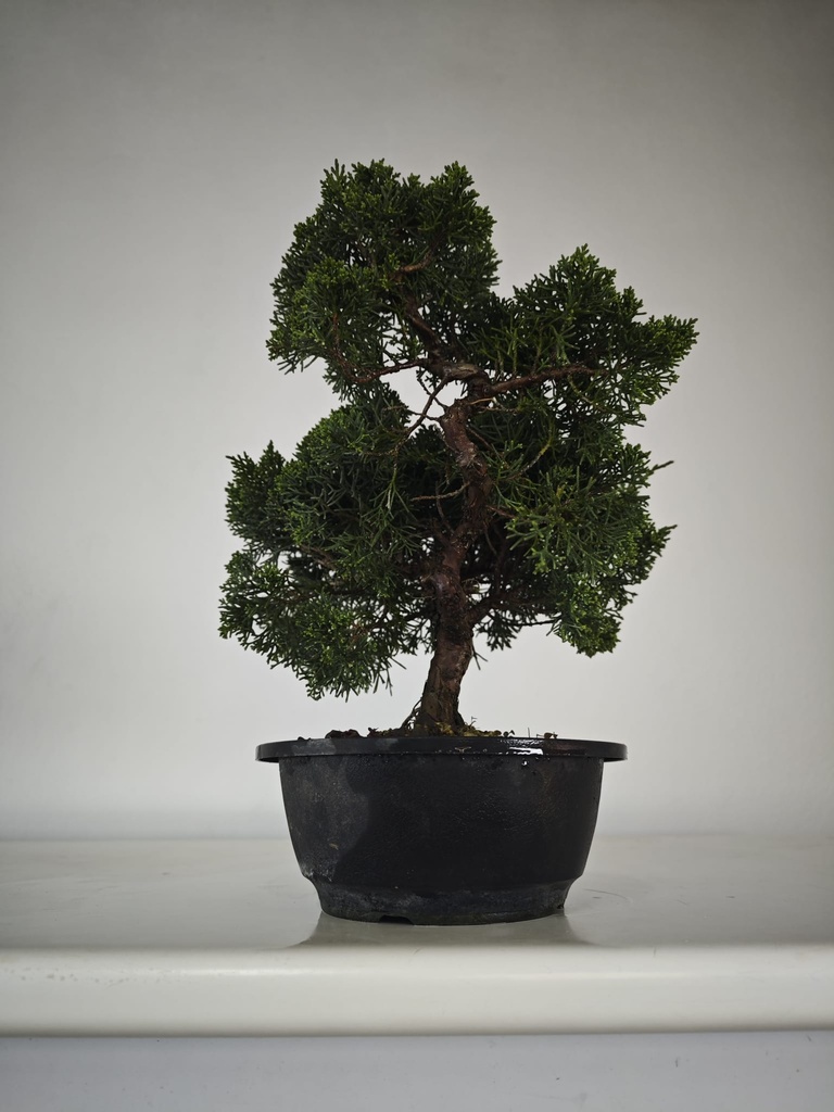 *N.º 3 Juniperus chinensis kyushu 60 euros Passport --153692- 0509 D-ES2543