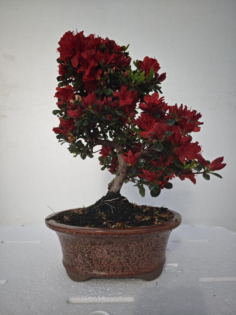 *A 1. Rhododendron indicum, 70 euros con envio gratis peninsula