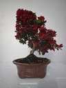 *A 1. Rhododendron indicum, 70 euros con envio gratis peninsula