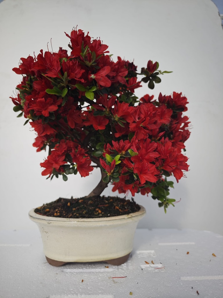 *A 3. Rhododendron indicum, 70 euros con envio gratis peninsula