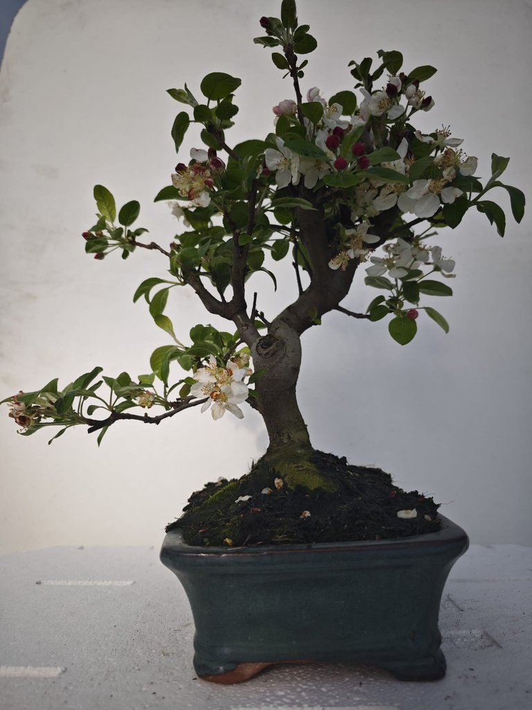 *M 2. Malus 100 euros con envio gratis peninsula.