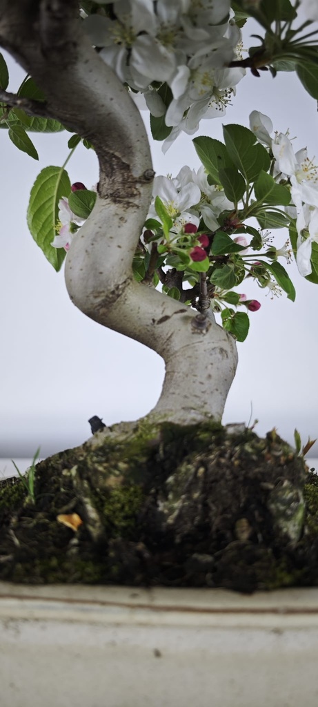 *M 3. Malus 100 euros con envio gratis peninsula.