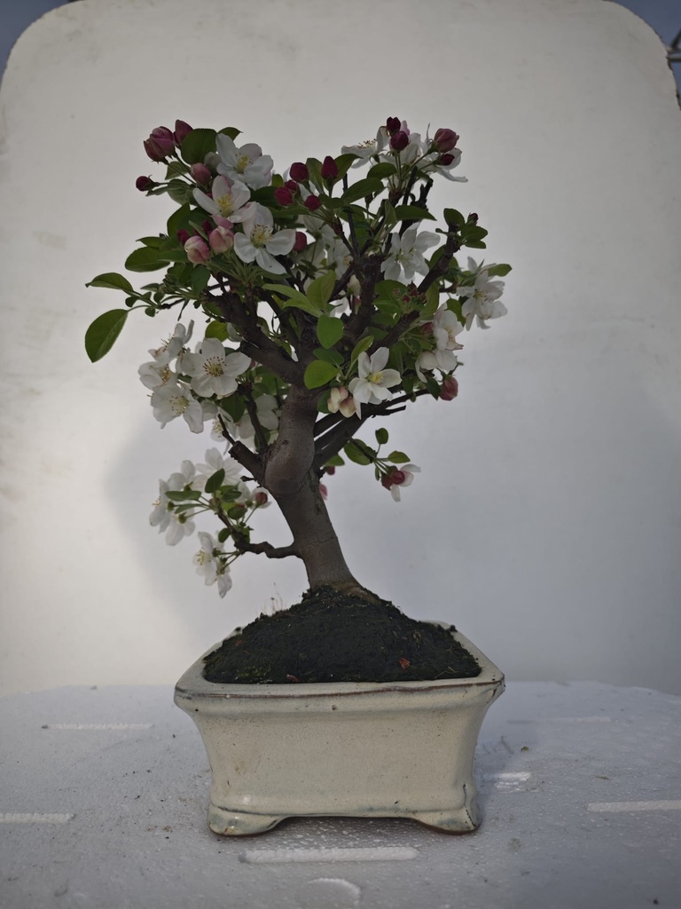 *M 6. Malus 100 euros con envio gratis peninsula.