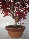 *D 25. Acer palmatum deshojo 220 euros con envio gratis peninsula.