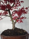 *D 28. Acer palmatum deshojo 150 euros con envio gratis peninsula.