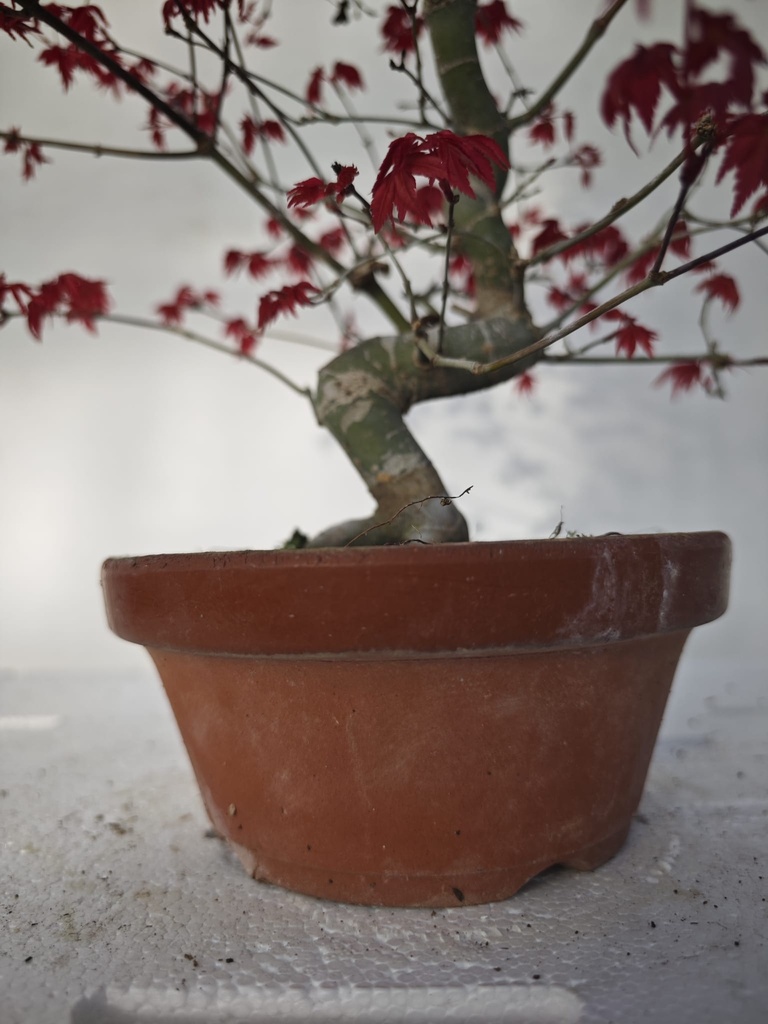 *D 33. Acer palmatum deshojo 150 euros con envio gratis peninsula.