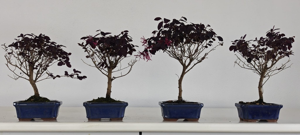 *Loropetalum 45 euros con evio gratis peninsula.